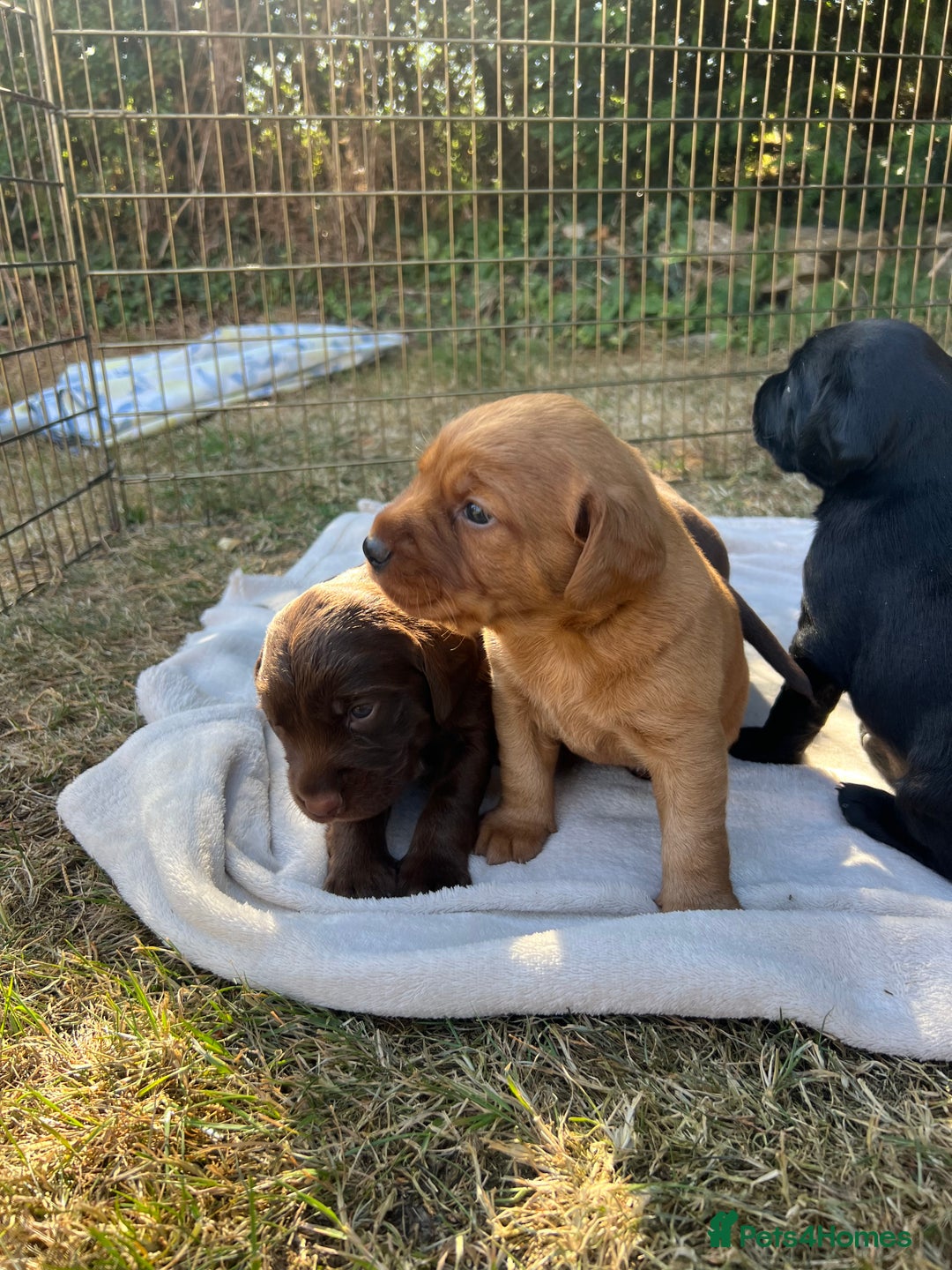Cockerdor dogs for sale: Beautiful Cockerdor puppies for sale  - Image 11