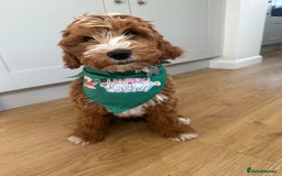 Goldendoodle dogs for sale: Australian Labradoodle RED&White TUX -Waiting list - Image 27