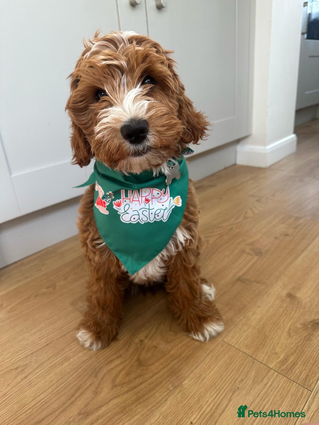 Goldendoodle dogs for sale: Australian Labradoodle RED&White TUX -Waiting list - Image 27