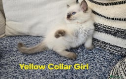 Ragdoll cats for sale: Beautiful ragdoll kittens - Image 33
