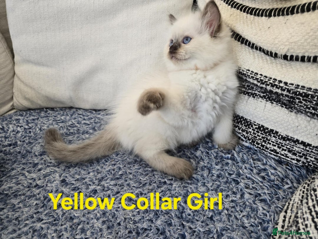 Ragdoll cats for sale: Beautiful ragdoll kittens - Image 33