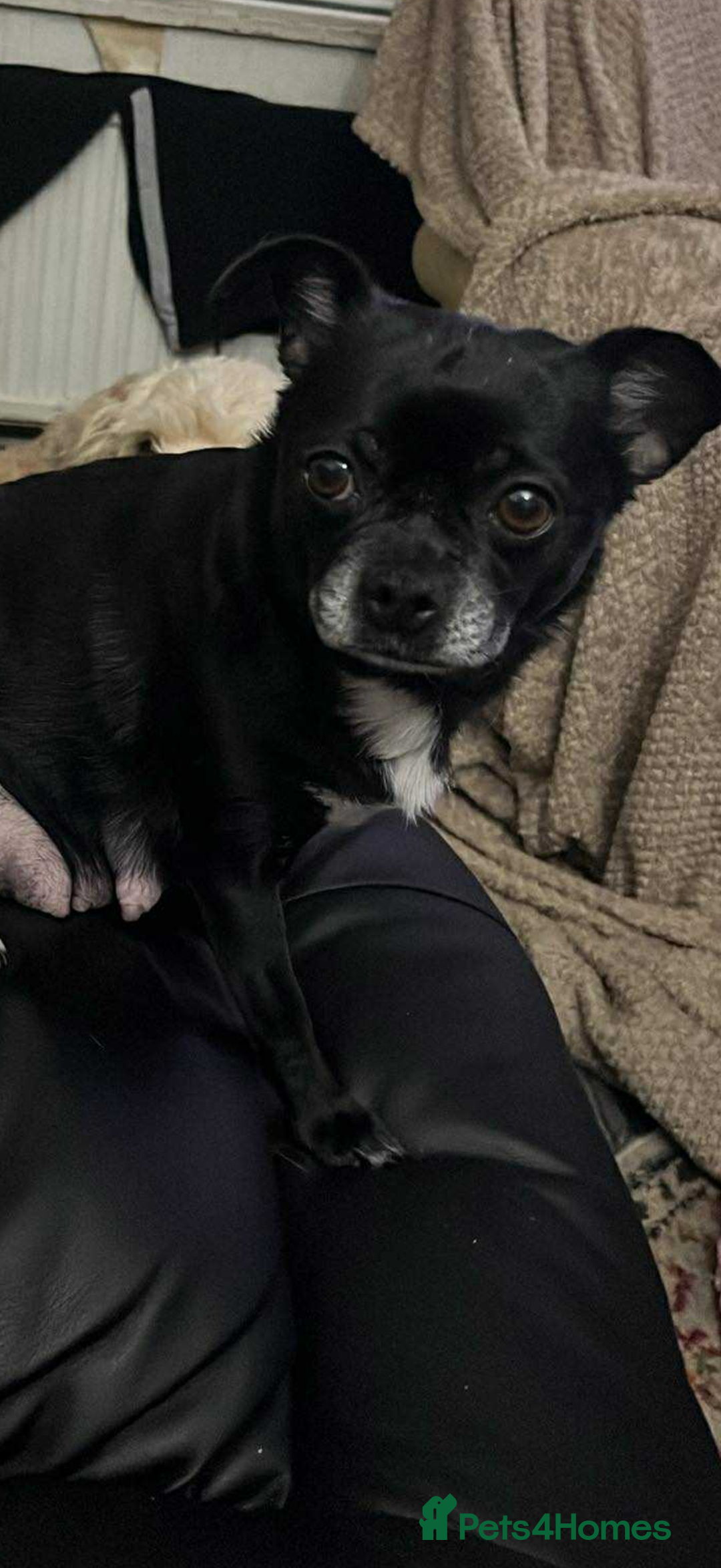 Chug dogs for sale: Chug Puppies For Sale - Advert 7