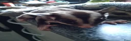 Sugar Glider rodents for sale: Stunning sugar gliders  - Advert 32