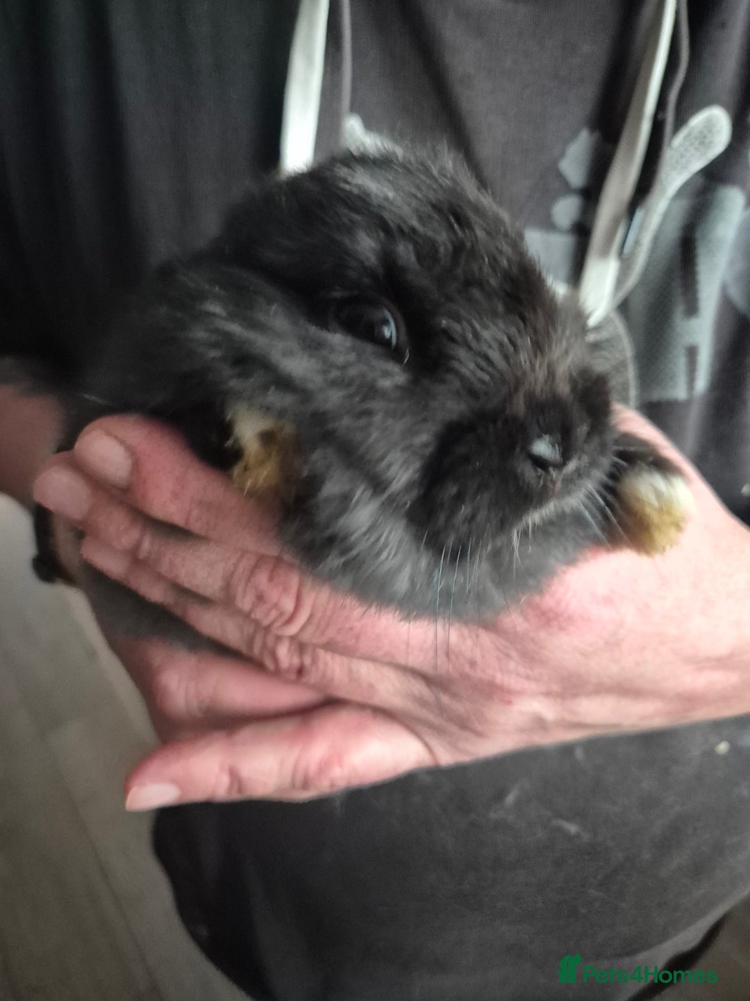Mini Lion Lop rabbits for sale: Mini lop lion - Advert 6