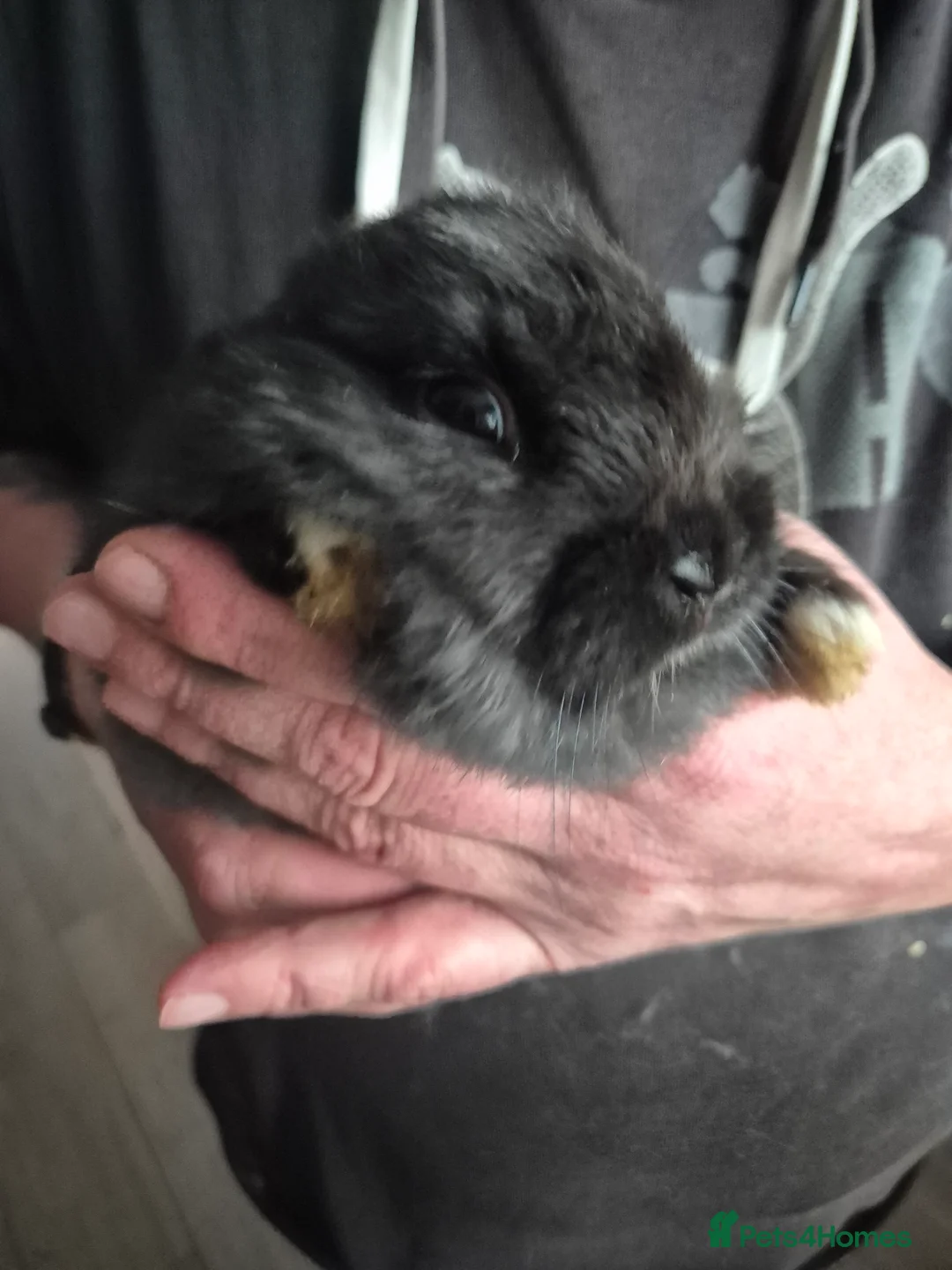 Mini Lion Lop rabbits for sale: Mini lop lion - Advert 11