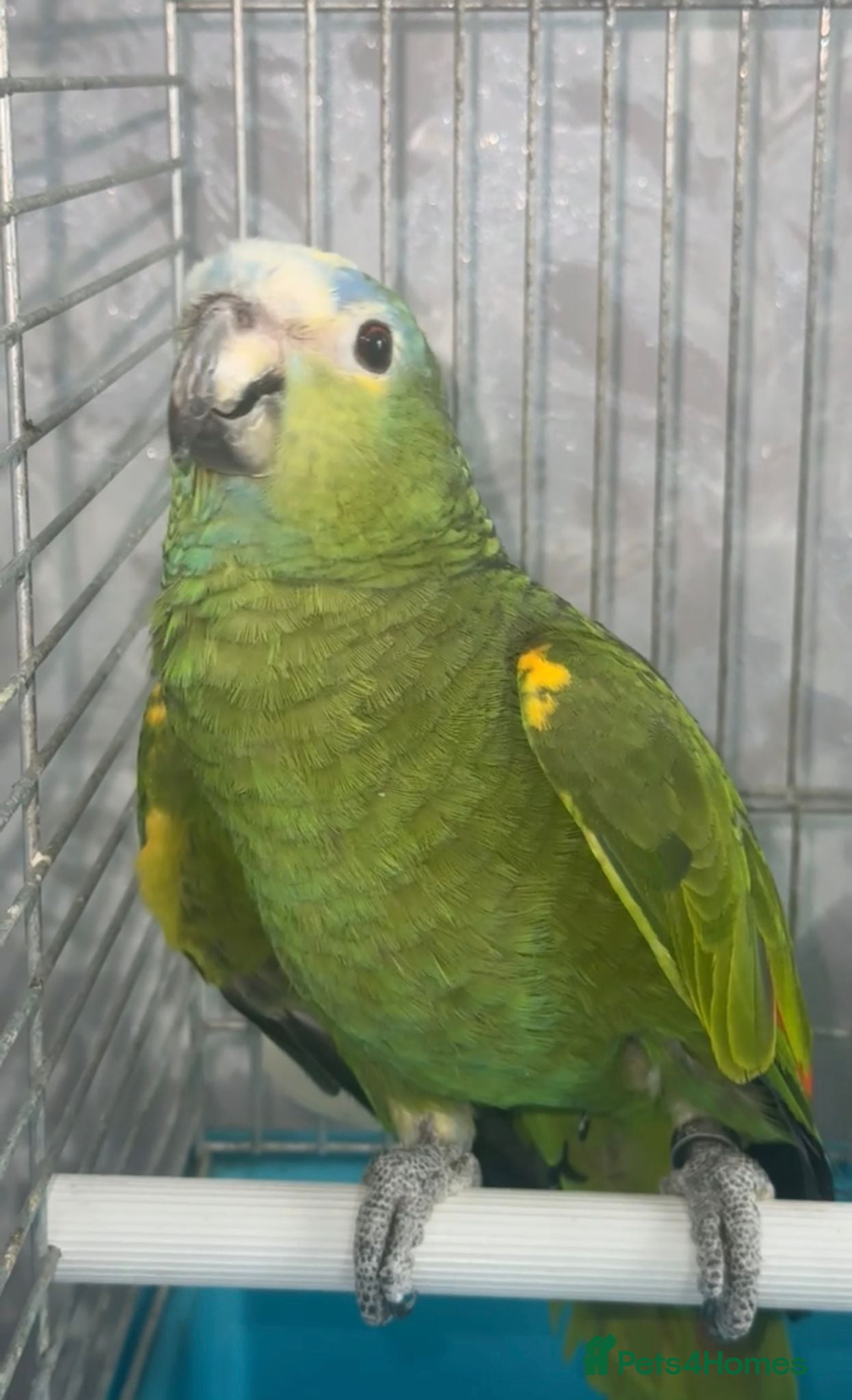 Parrots birds for sale: Amazon Parrots (Blue Fronted Male / Orange Wing) in Altrincham - Advert 8