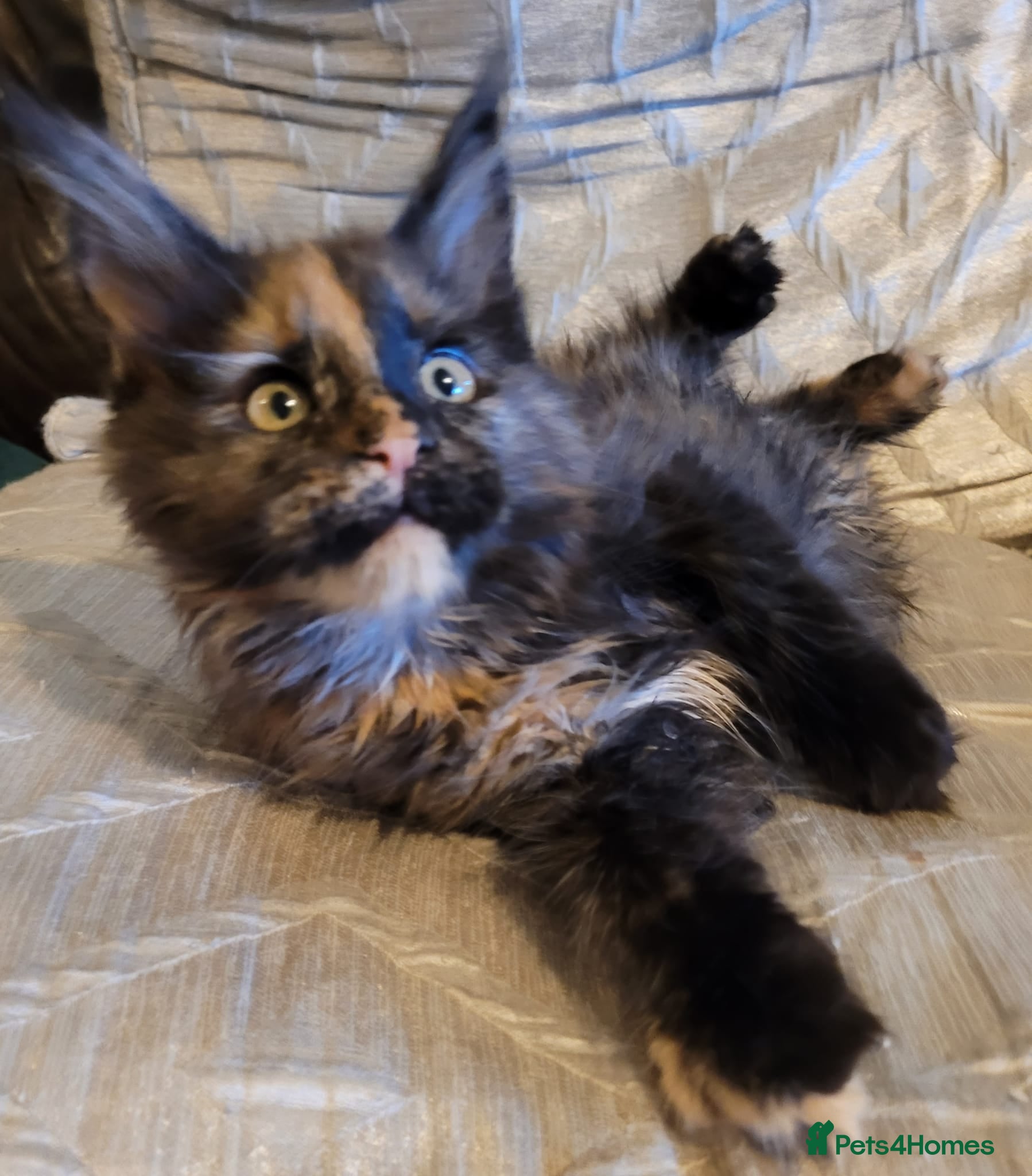 Maine Coon cats Gorgeous TICA reg Maine coons Ready Now! - Advert 5