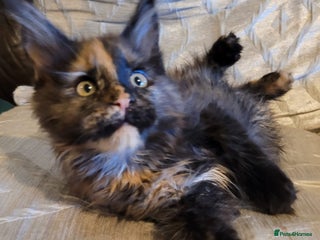 Maine Coon cats Gorgeous TICA reg Maine coons Ready Now! - Advert 6
