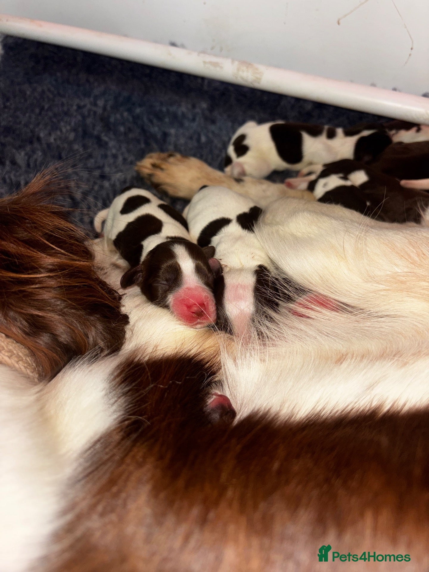 Sprocker dogs Sprocker spaniel puppies  - Advert 2