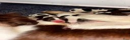 Sprocker dogs for sale: Sprocker spaniel puppies  - Advert 5