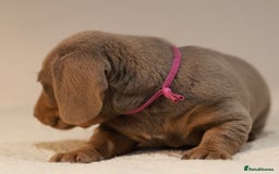 Miniature Dachshund dogs for sale: 5StarsLicensed+KC+PRAClear+VetChecked - Image 22