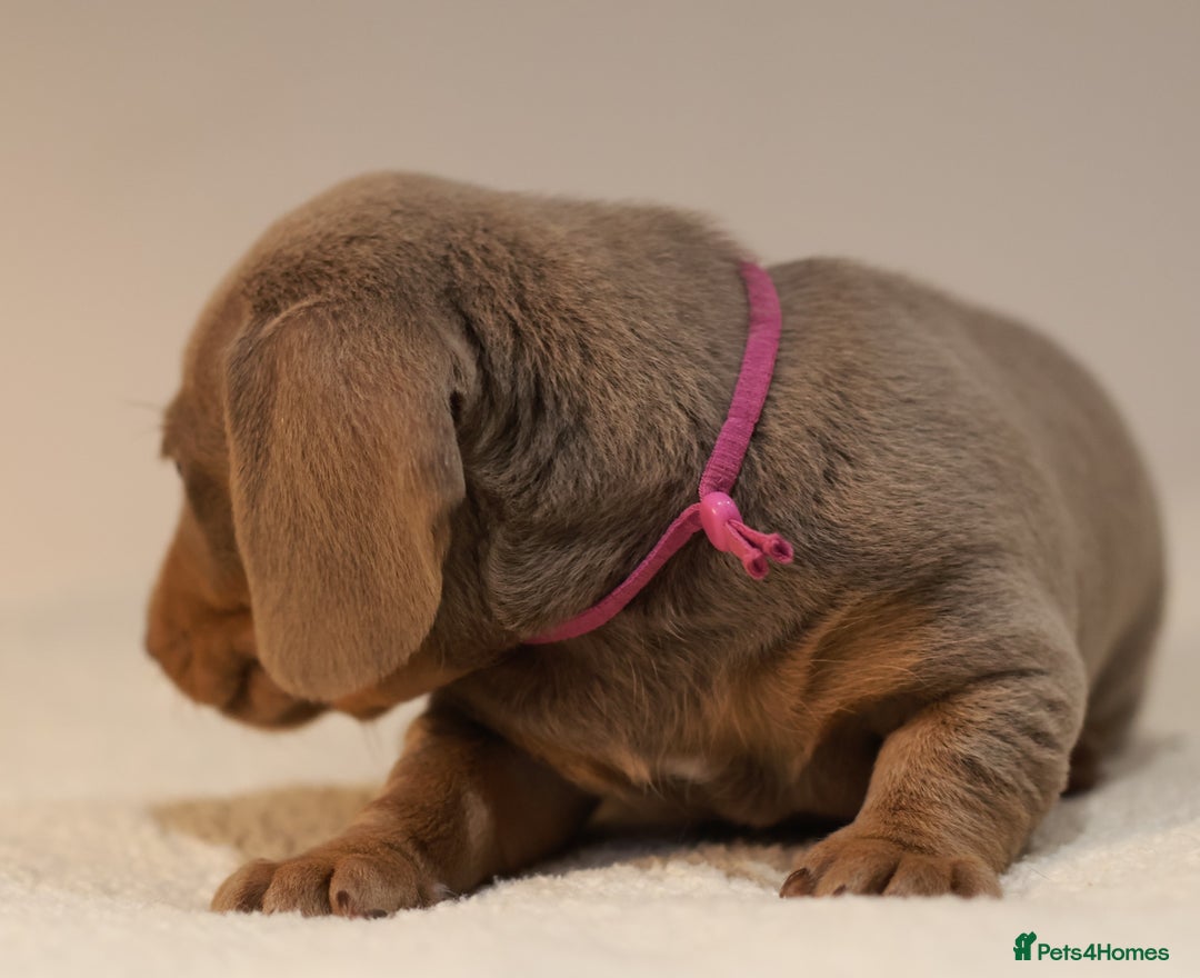 Miniature Dachshund dogs for sale: 5StarsLicensed+KC+PRAClear+VetChecked - Image 22