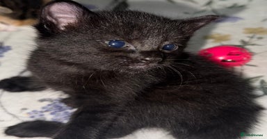 Mixed Breed cats - Advert 5