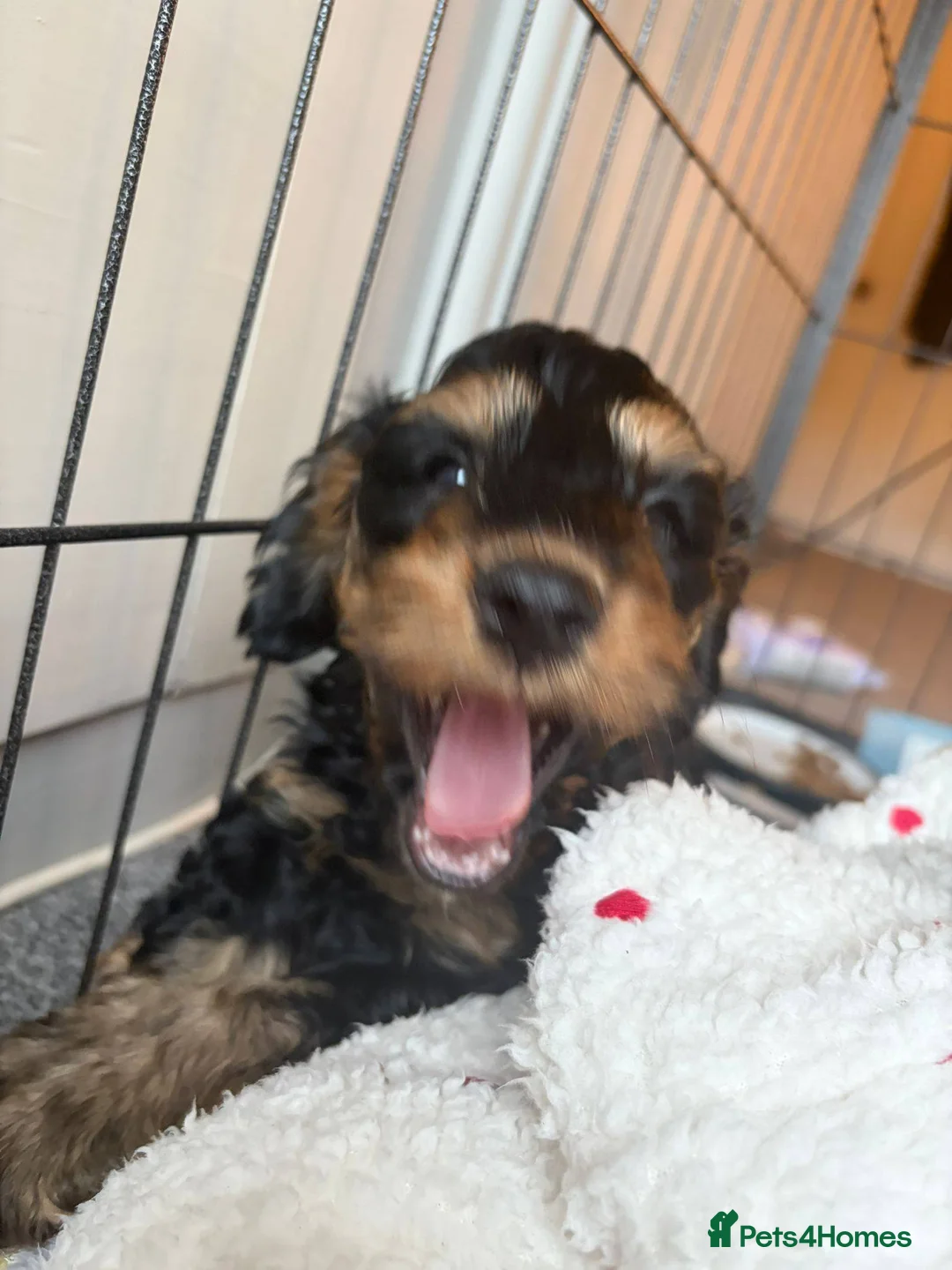 Cockapoo dogs for sale: Fabulous F2 Cockapoo Puppies for Sale 7 weeks old in Manchester - Advert 1