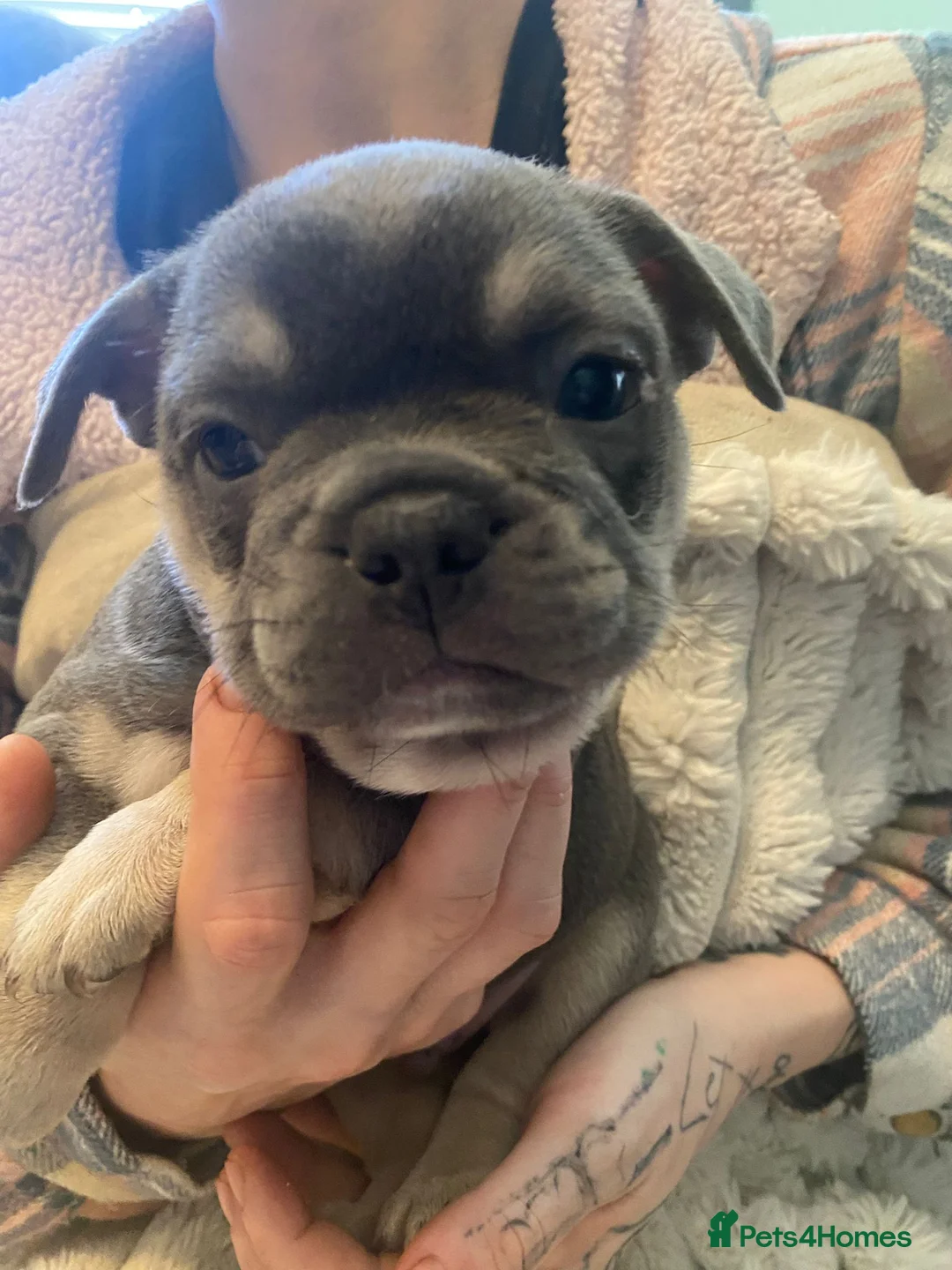French Bulldog dogs for sale: Chucky laid back beautiful frenchies in Rochdale - Advert 2