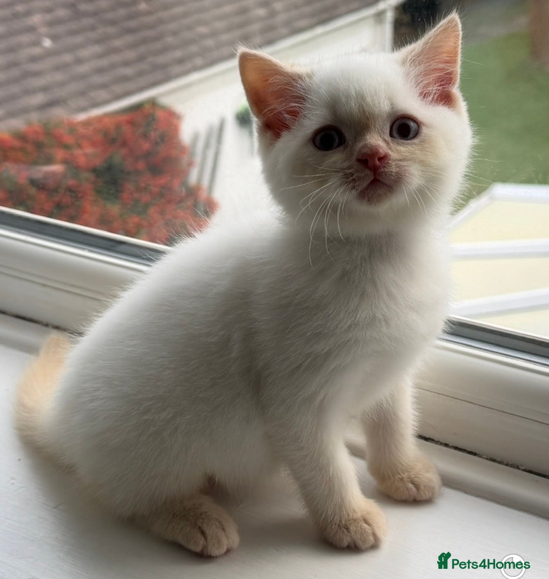 British Shorthair cats for sale: RESCUE HANDREAR Creampoint BSH male - Advert 5
