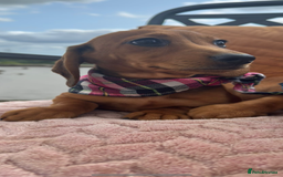 Miniature Dachshund dogs for sale: BEAUTIFUL KC REG & PRA CLEAR MINIS - 0% inbreeding - Image 32