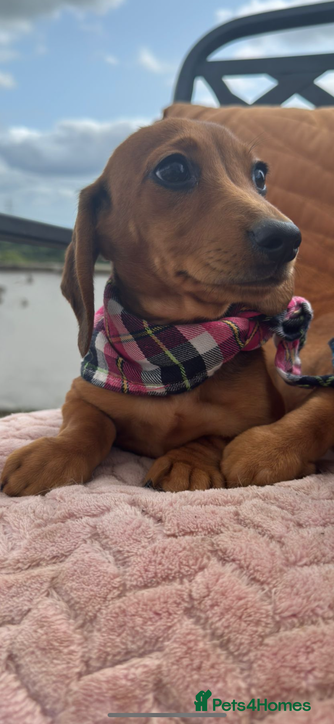 Miniature Dachshund dogs for sale: BEAUTIFUL KC REG & PRA CLEAR MINIS - 0% inbreeding - Image 32