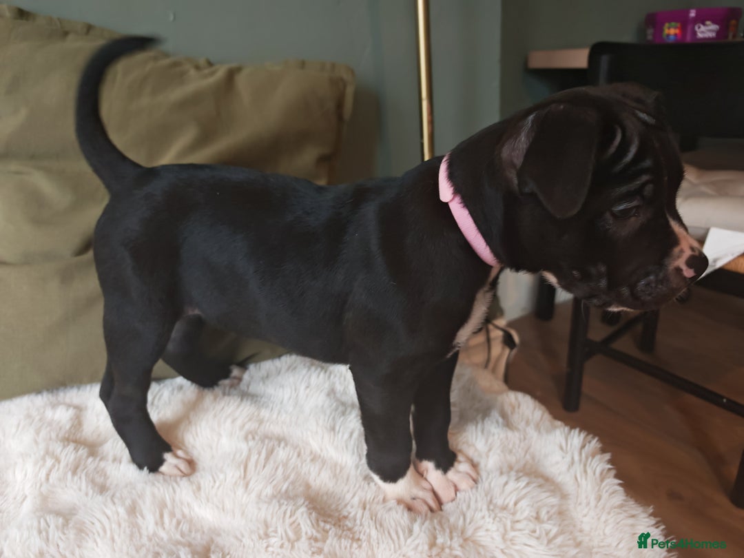 Mixed Breed dogs for sale: Olde English Bulldogge/Staffy Collie - Advert 31