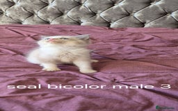 Ragdoll cats for sale: 3 Tica Registered Males For Sale - Image 5