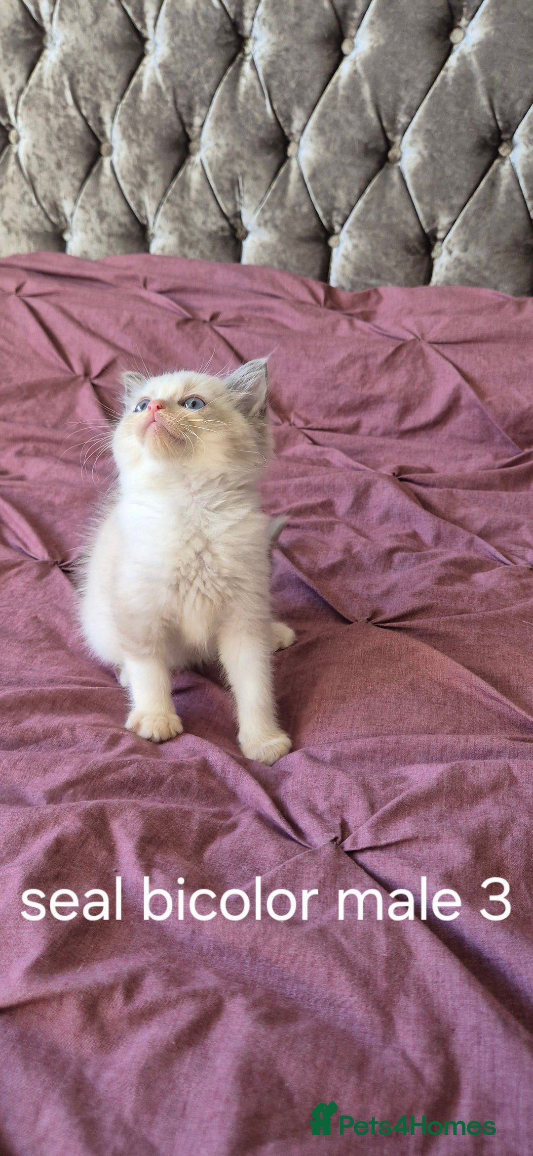 Ragdoll cats for sale: 3 Tica Registered Males For Sale - Image 5