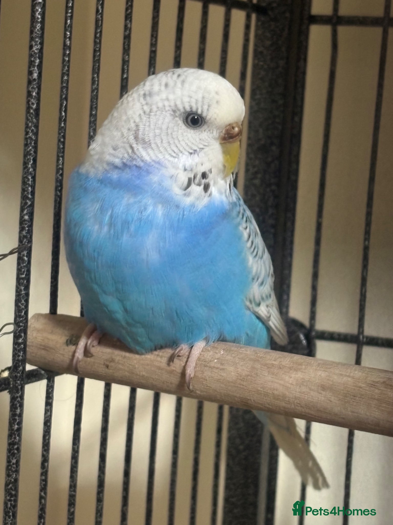 Budgerigars birds Baby Budgies’s for sale  - Advert 1