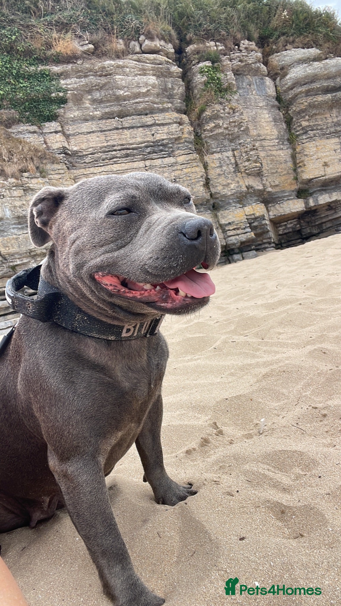 Staffordshire Bull Terrier dogs KC Beautiful litter of blue/red staffys  - Advert 13