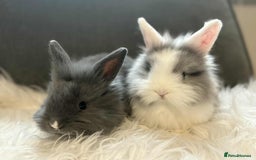 Mixed Breed rabbits for sale: Lionhead/rex babies  - Image 6