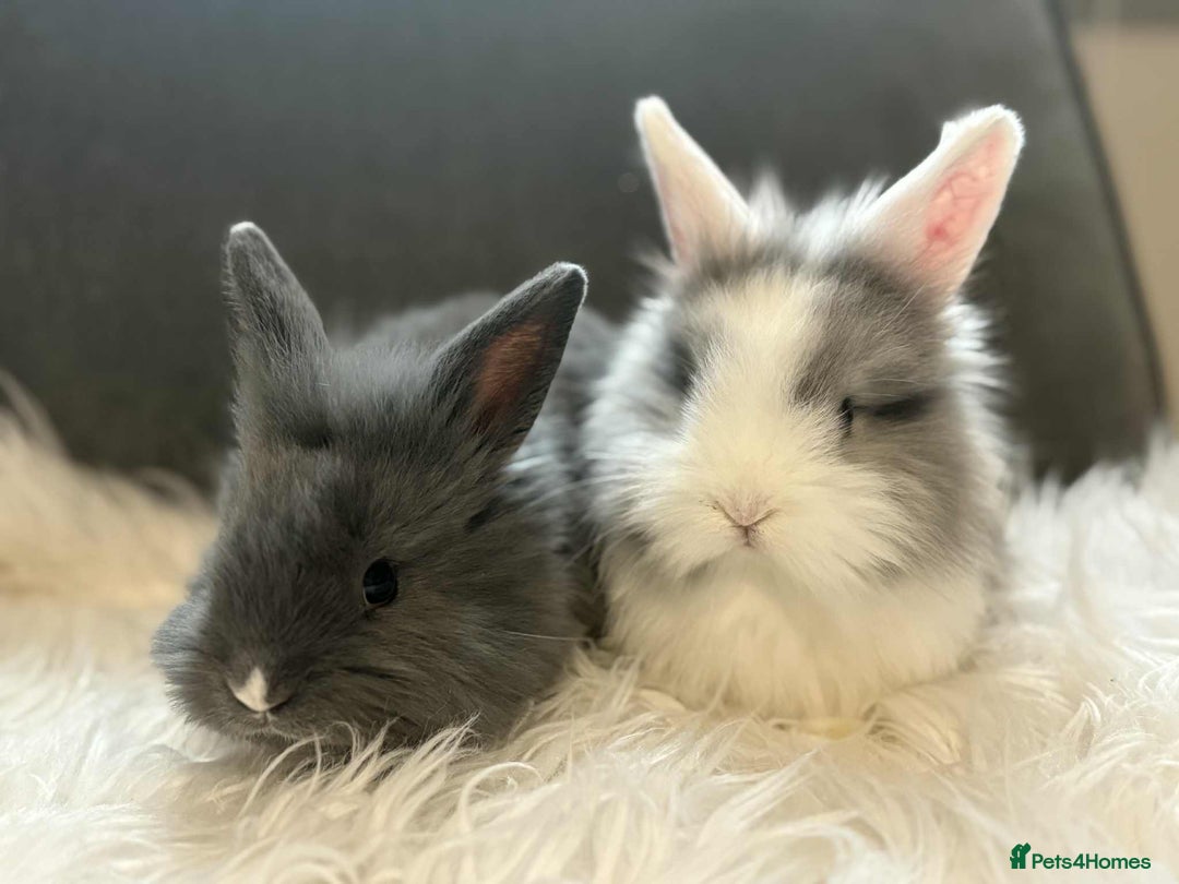 Mixed Breed rabbits for sale: Lionhead/rex babies  - Image 6
