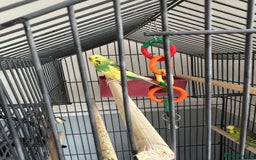 Budgerigars birds for sale: Budgerigars - Image 2