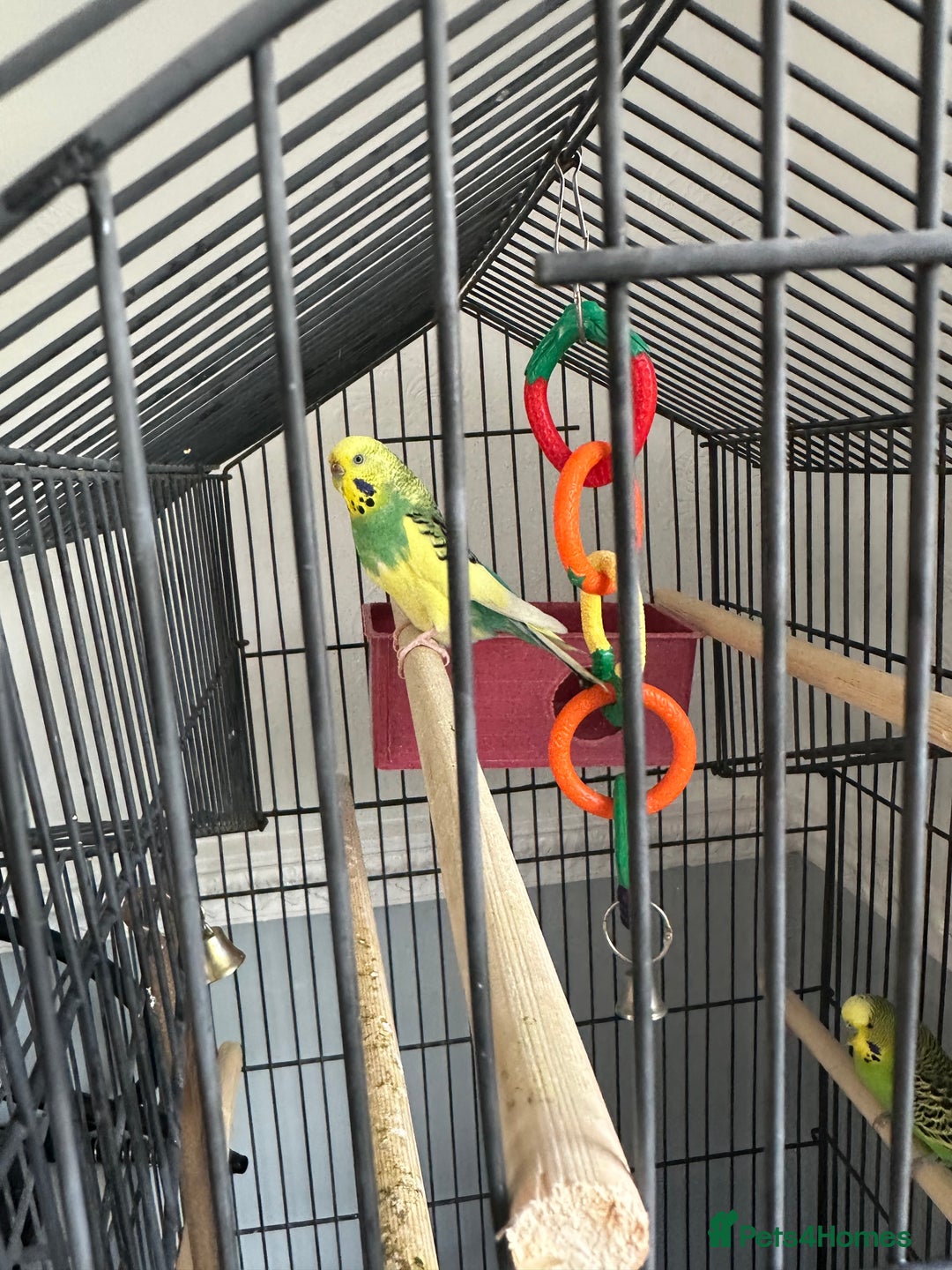 Budgerigars birds for sale: Budgerigars - Image 2