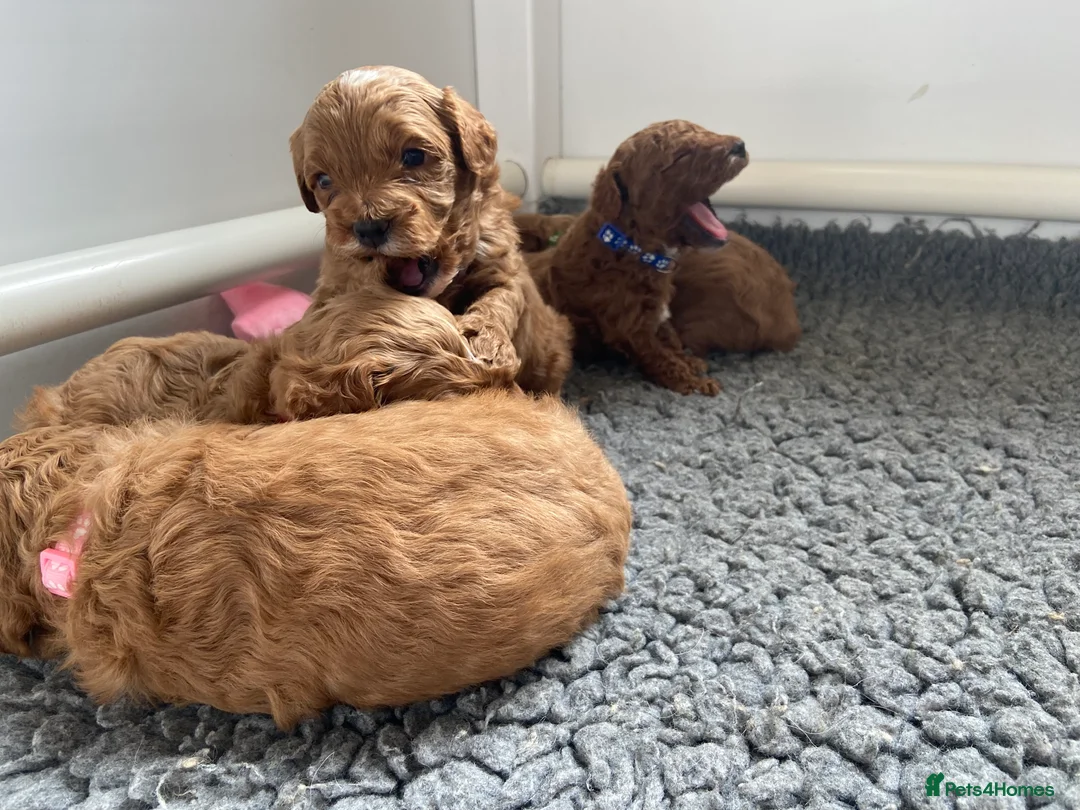 Mixed Breed dogs for sale: Stunning Australian Double Doodles - Advert 2