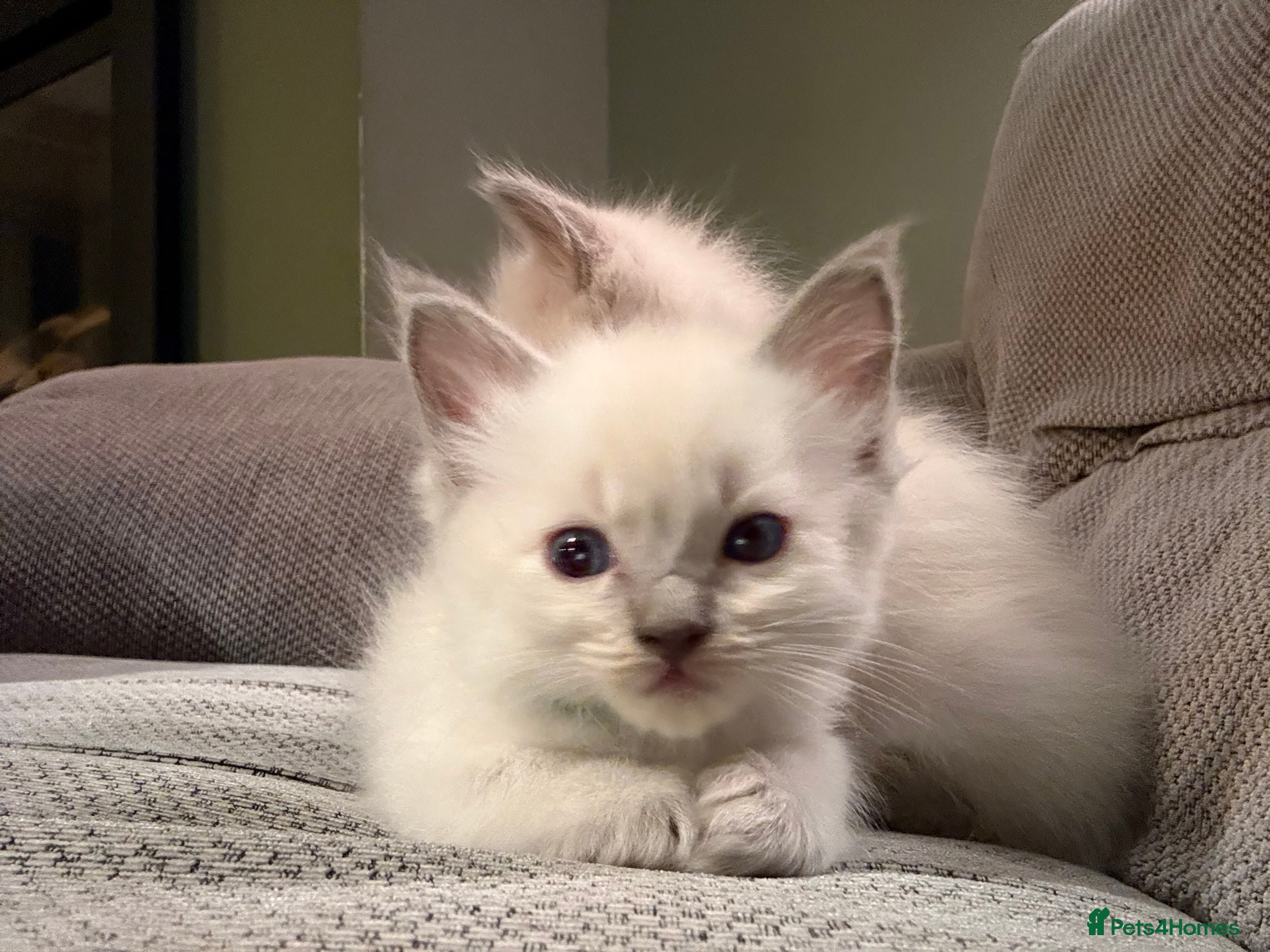 Ragdoll cats 2 remaining Blue Point Ragdoll Boys Available Now - Advert 2
