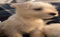 Miniature Schnauzer dogs for sale: Top Quality, health tested Mini Schnauzer pups - Image 5