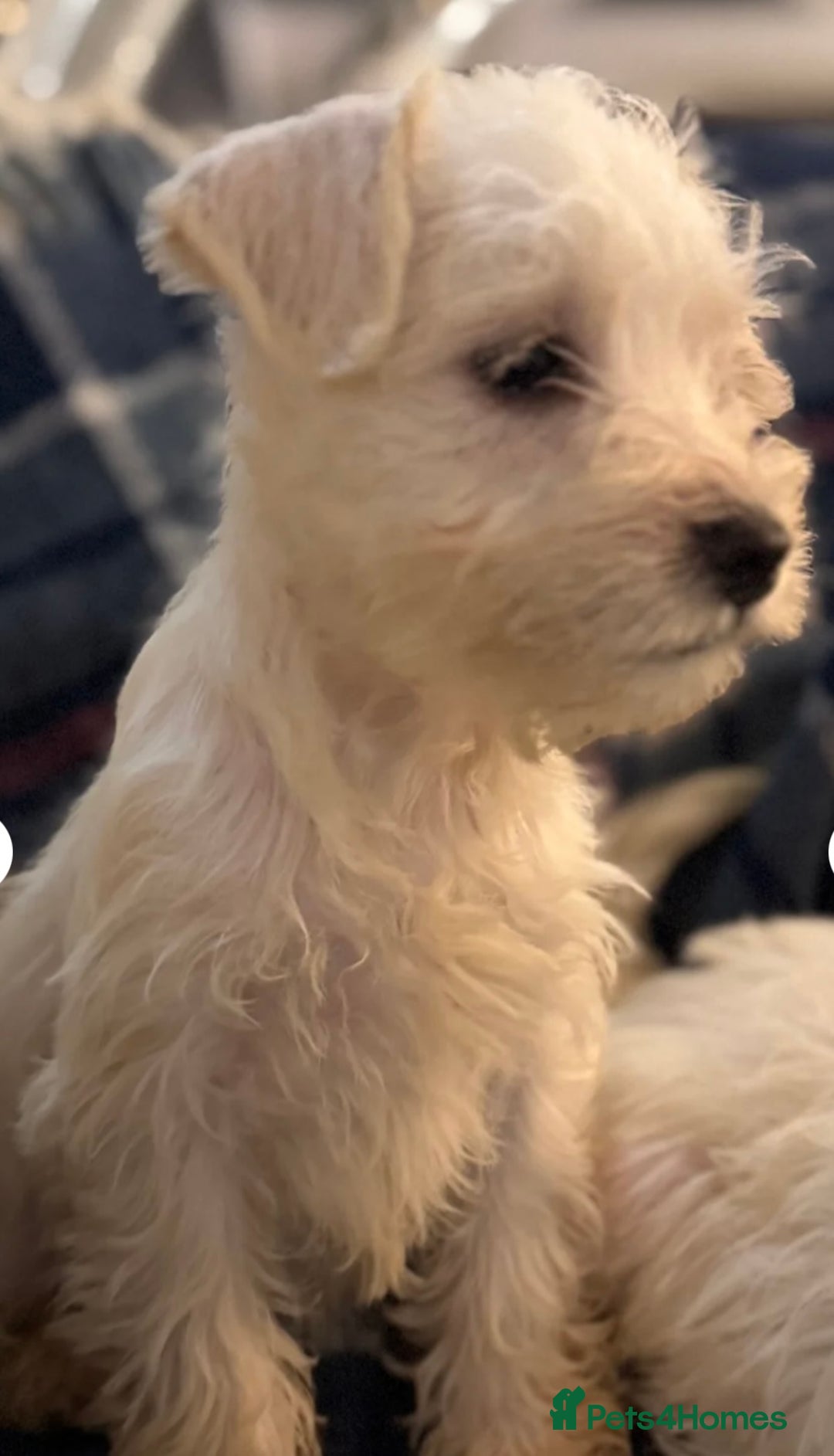 Miniature Schnauzer dogs for sale: Top Quality, health tested Mini Schnauzer pups - Image 5
