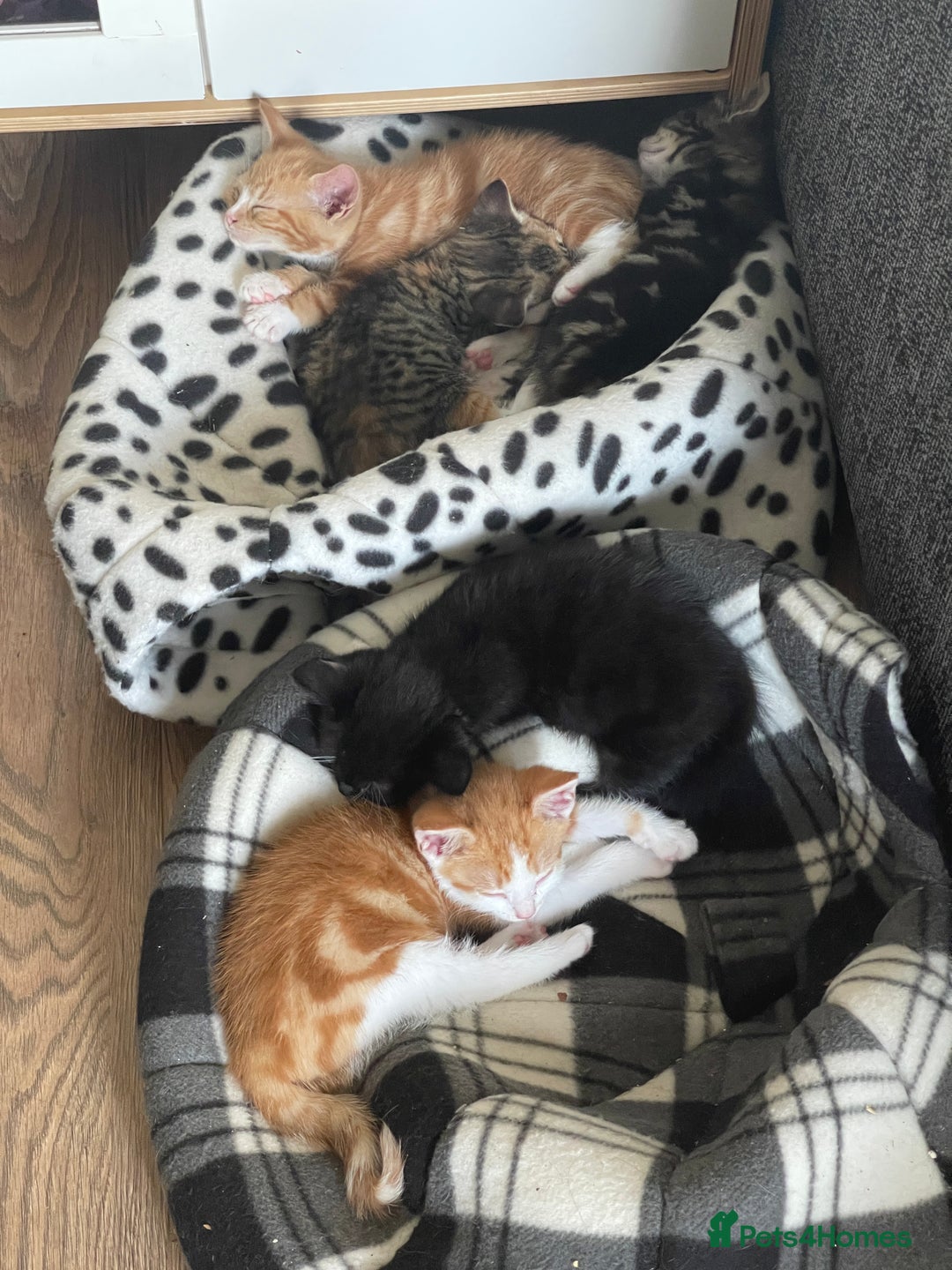 Domestic Shorthair cats for sale: 2 Ginger male kittens available  - Image 5
