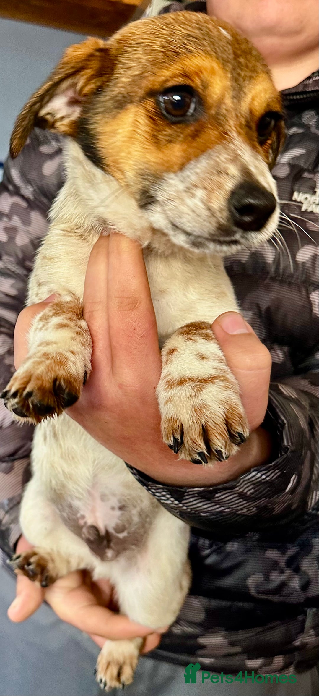 Jack Russell dogs for sale: Kennel Club Registered Jack Russell Terrier Pups - Image 16