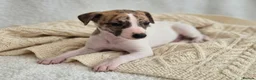 Whippet dogs for sale: Stunning Show Quality Ch Sired Whippet Puppies  - Advert 3