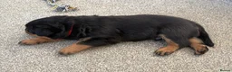 Rottweiler dogs for sale: Rottweiler pups  - Advert 14
