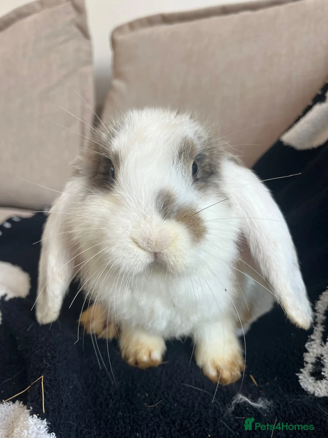 Mini Lop rabbits for sale: 🐰 Mini Lops Ready to Leave 🐰 - Advert 1