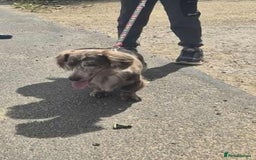 Miniature Dachshund dogs for stud: MIniture Dachshund Stud - Image 10