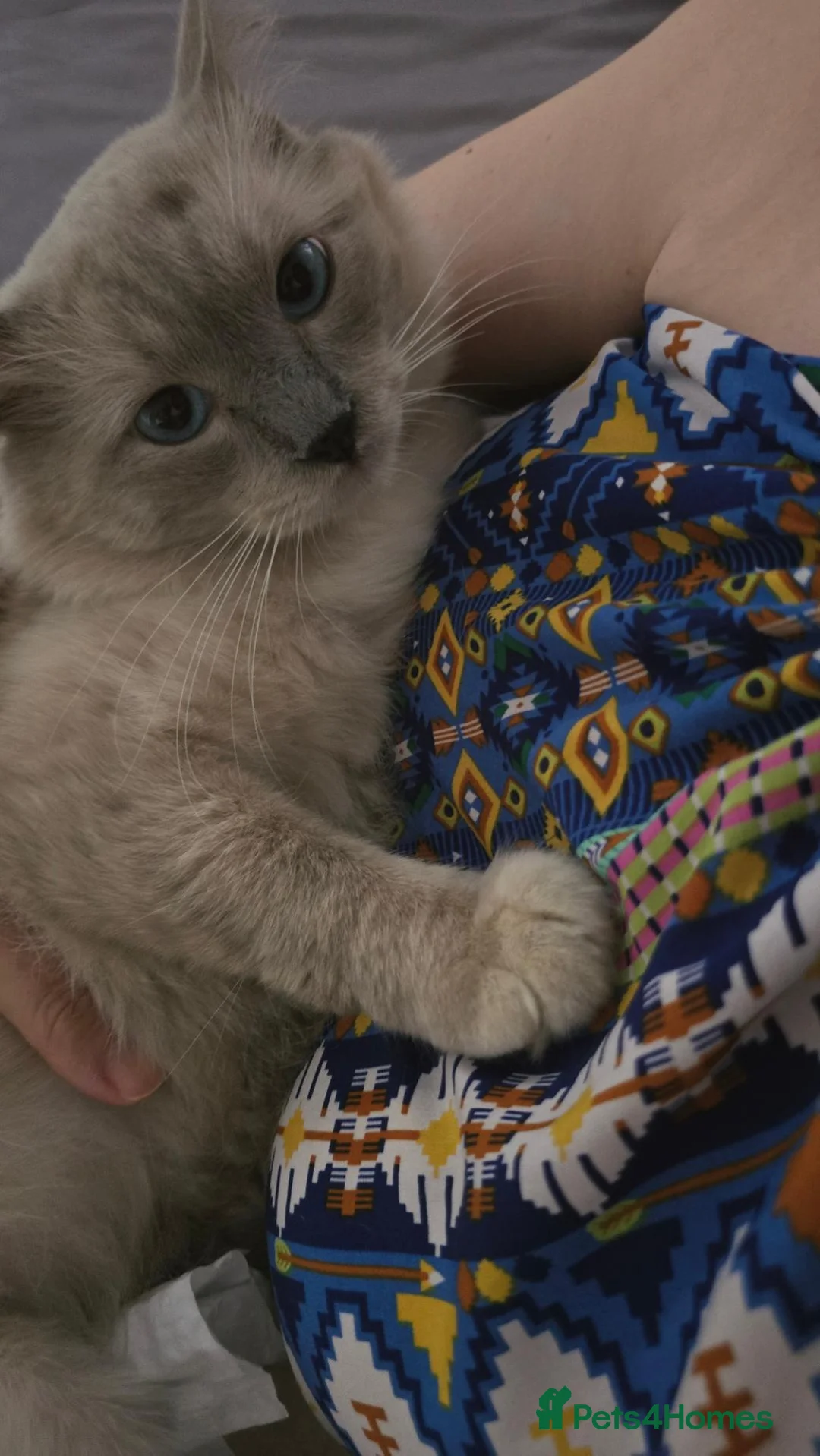 Ragdoll cats for sale: Beautiful Ragdoll Kittens available now - Advert 2