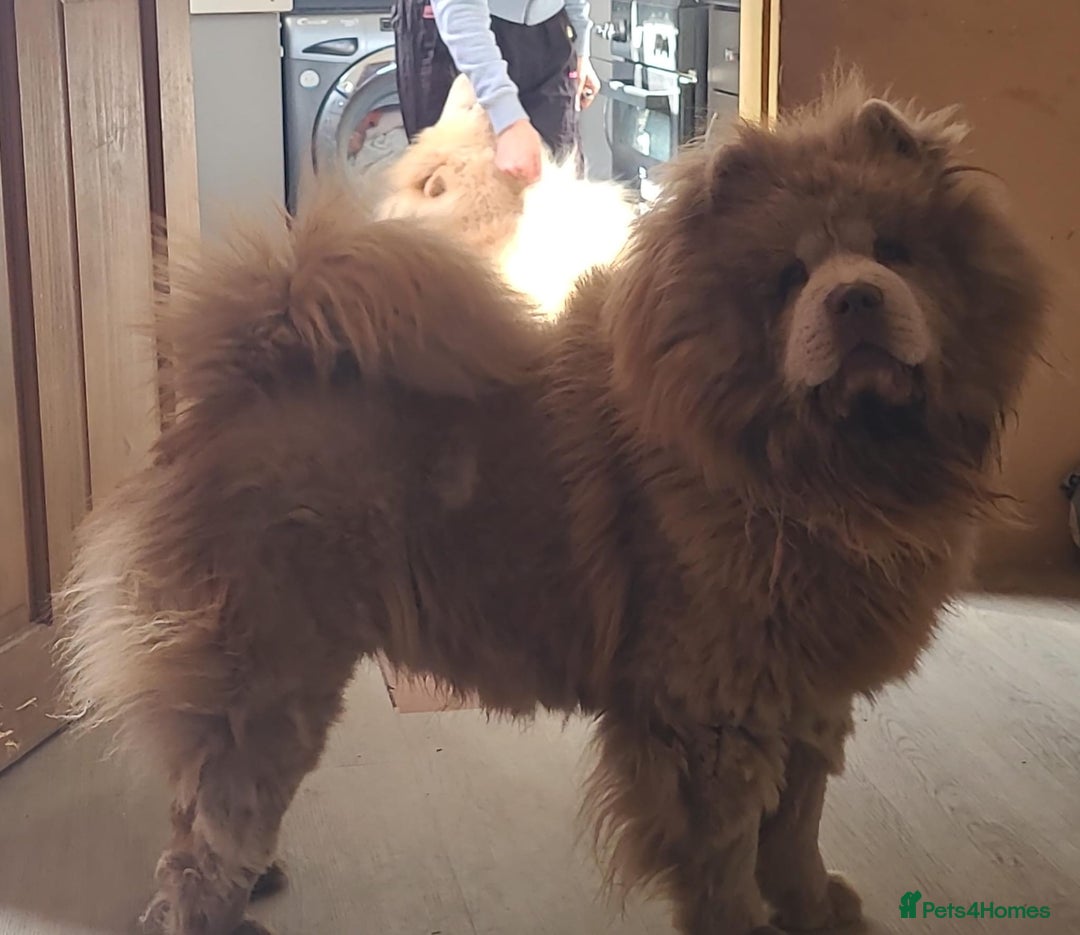 Chow Chow dogs for sale: Beautiful blue fluffy female chow 3 months  - Advert 4