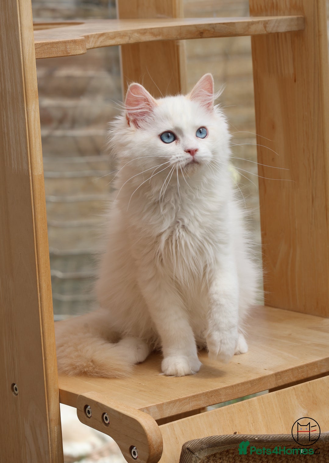 Ragdoll cats for sale: Rare colour GCCF kittens from Champion lines - Image 1