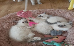 Ragdoll cats for sale: Ragdoll kittens ready to leave now  - Image 8