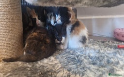 Mixed Breed cats for sale: Litter of 6 healthy beautiful kittens - Image 9