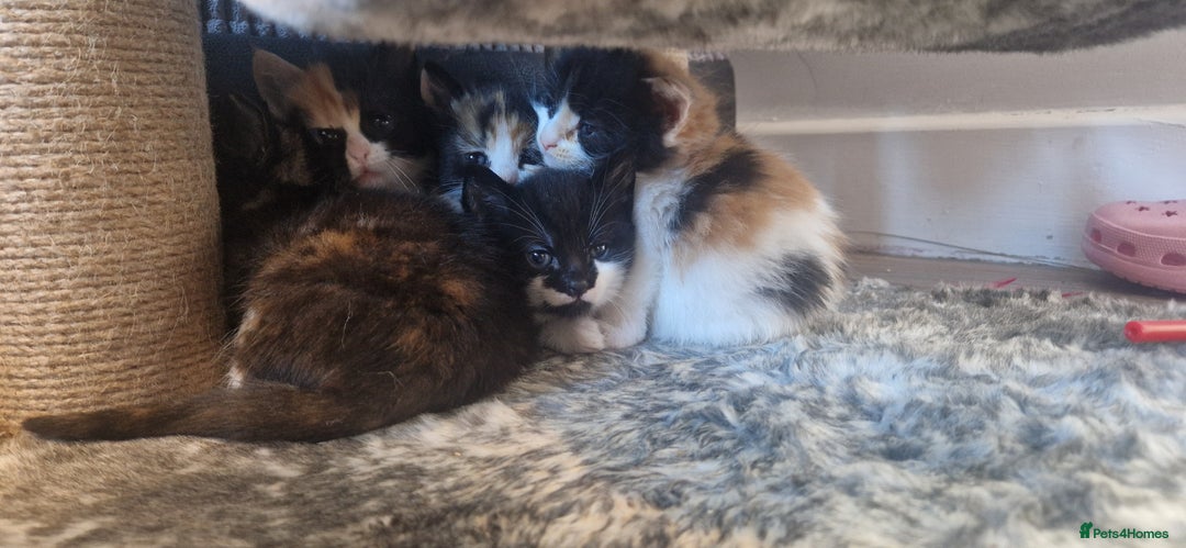Mixed Breed cats for sale: Litter of 6 healthy beautiful kittens - Image 9