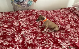Italian Greyhound dogs for sale: Gorgeous Italian greyhound puppies  - Image 5