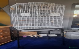Budgerigars birds for sale: 2 Budgies, cage, stand and accessories  - Image 4