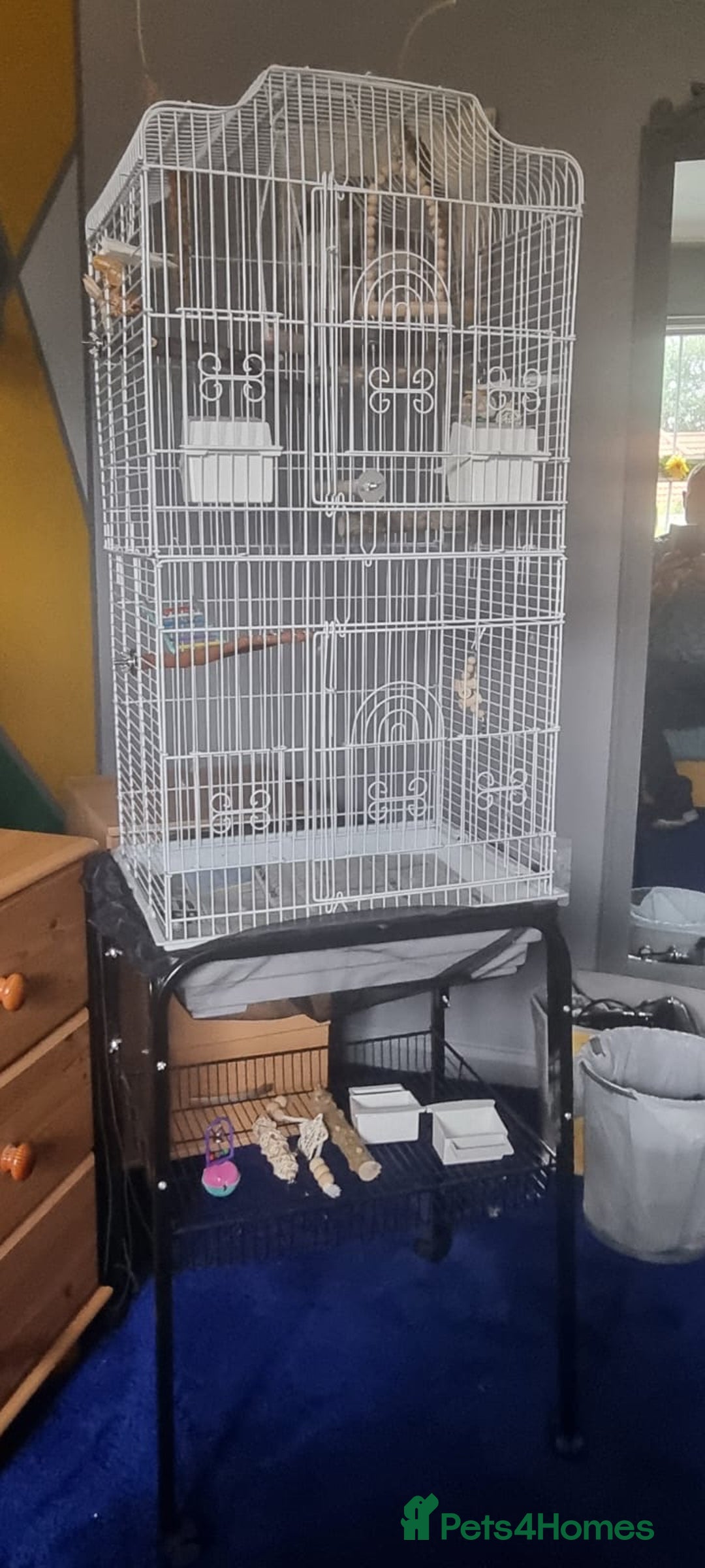 Budgerigars birds for sale: 2 Budgies, cage, stand and accessories  - Image 4